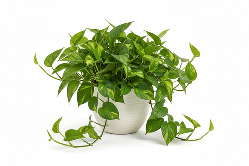Costa Farms Golden Pothos Live Indoor Plant