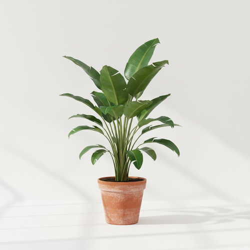 Costa Farms White Bird of Paradise Indoor Plant
$33.32

Home Depot
 & more
Free delivery
4.2(143)

Pickup, 13 mi
Costa Farms White Bird of Paradise Indoor Plant