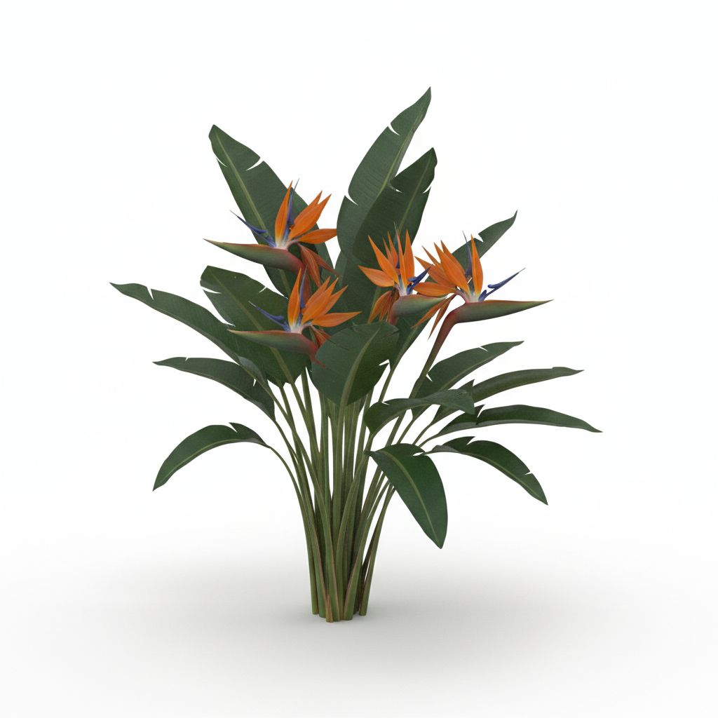 plant Bird of Paradise